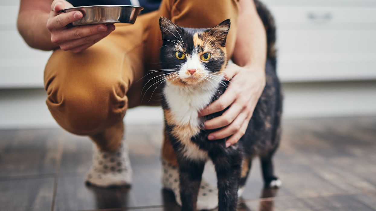 Cats see their humans as parents — maybe even more so than dogs, according to study