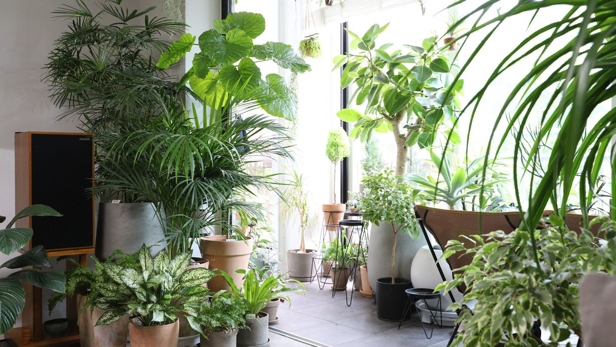 Your house plant obsession could be contributing to booming black market devastating Africa, experts say