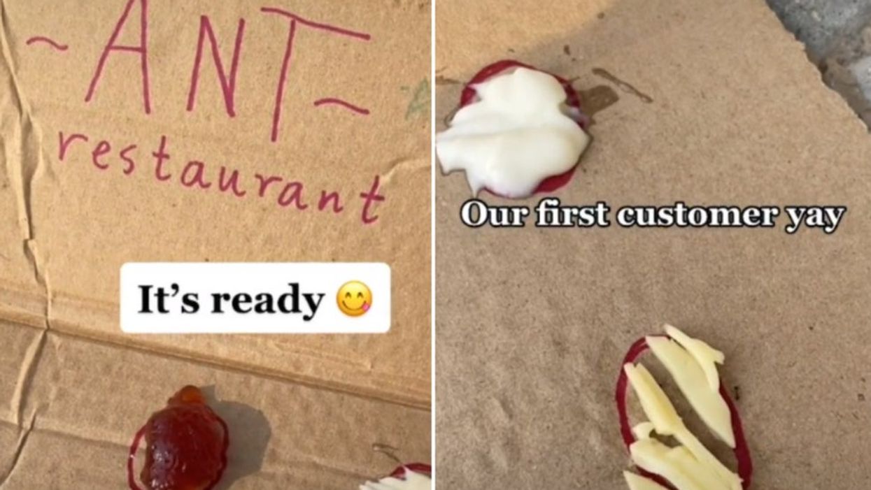 TikToker gets super creative and sets up a restaurant... for ants