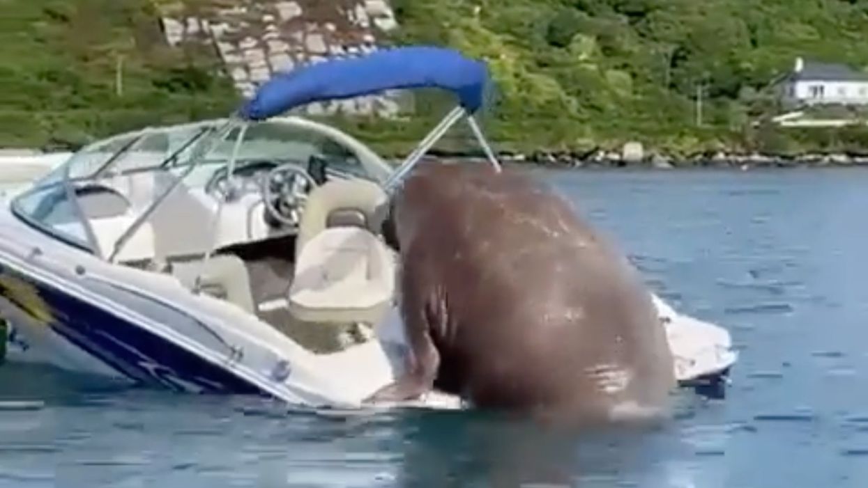 This walrus that belly-flopped its way onto a boat has become an internet sensation