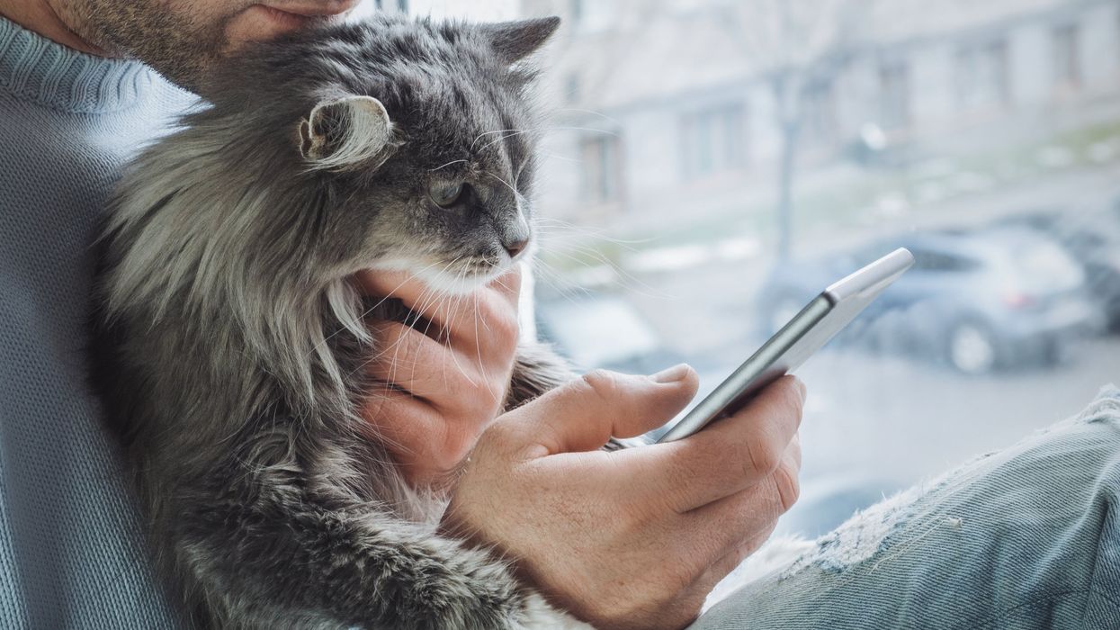 Women perceive men posing with cats on dating apps as ‘less dateable,’ study finds