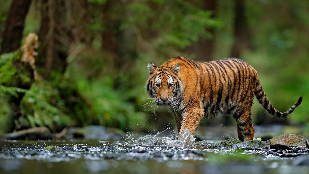 The Detroit Zoo is beginning to administer Covid-19 vaccination to lions, tigers and other vulnerable animals