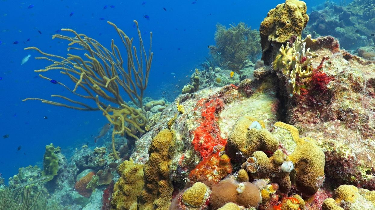 Puerto Rico declares state of emergency as disease kills the island’s coral reefs