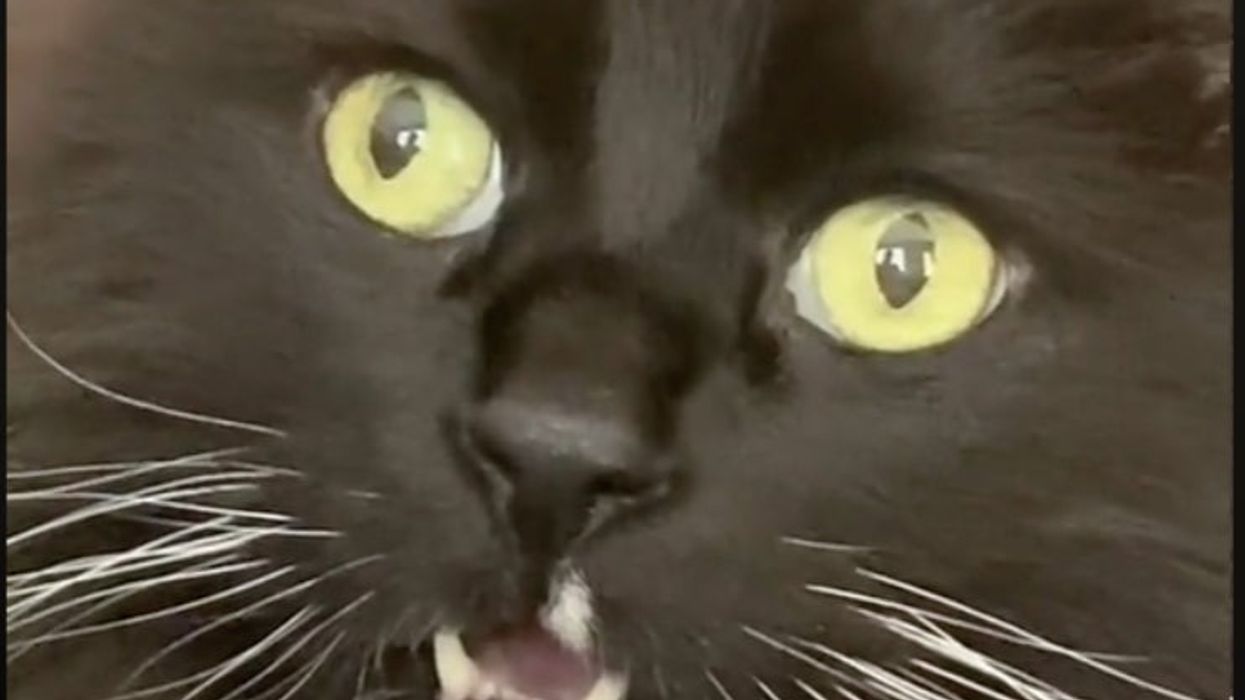 A TikTok video shows a cat surprised to hear that he’s a cat—and people can’t get over his facial expression