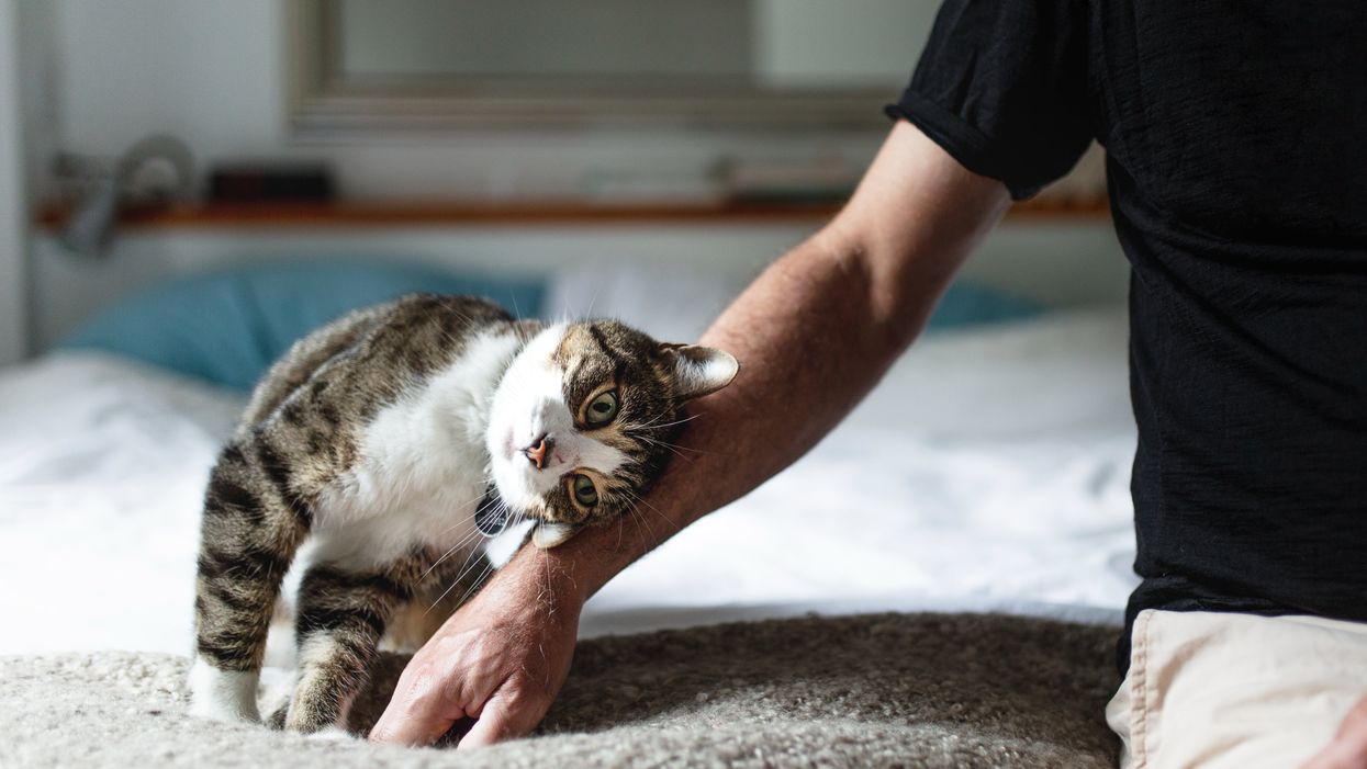 This is how to communicate with your cat, according to scientists