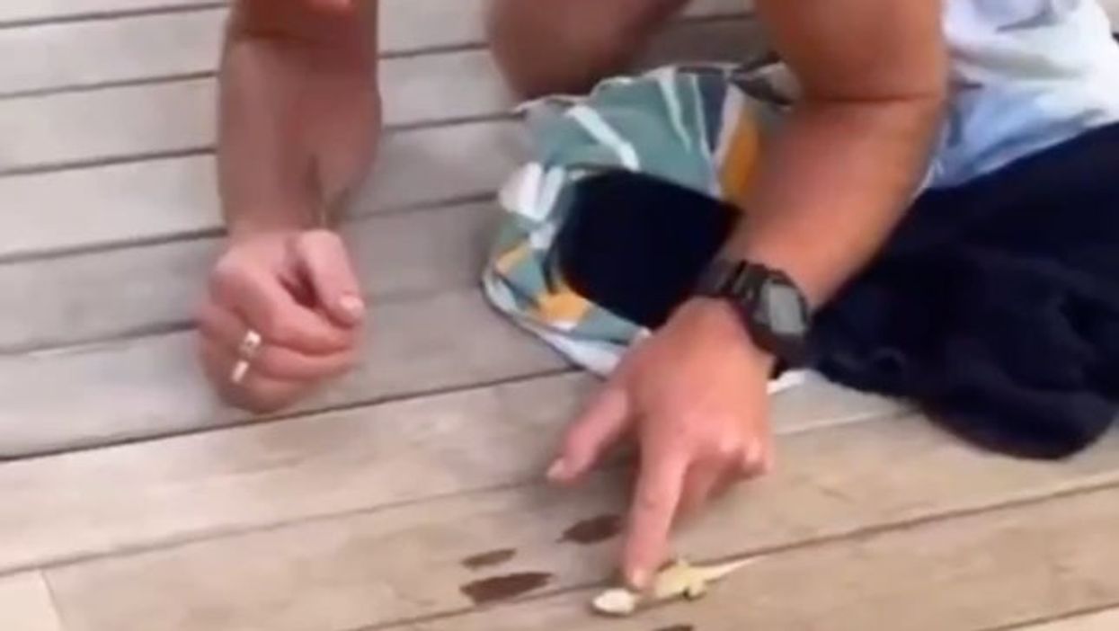 Watch the moment a lizard gets brought back to life with CPR