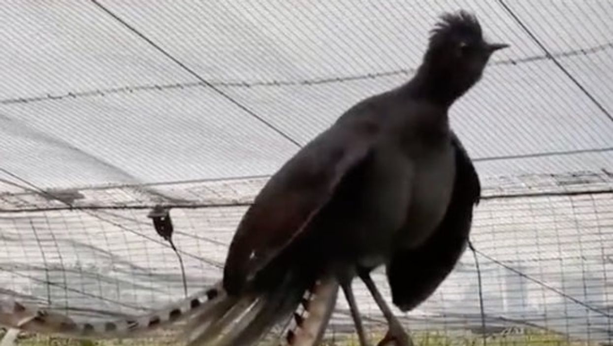 Bird in Australian zoo perfects a human baby cry