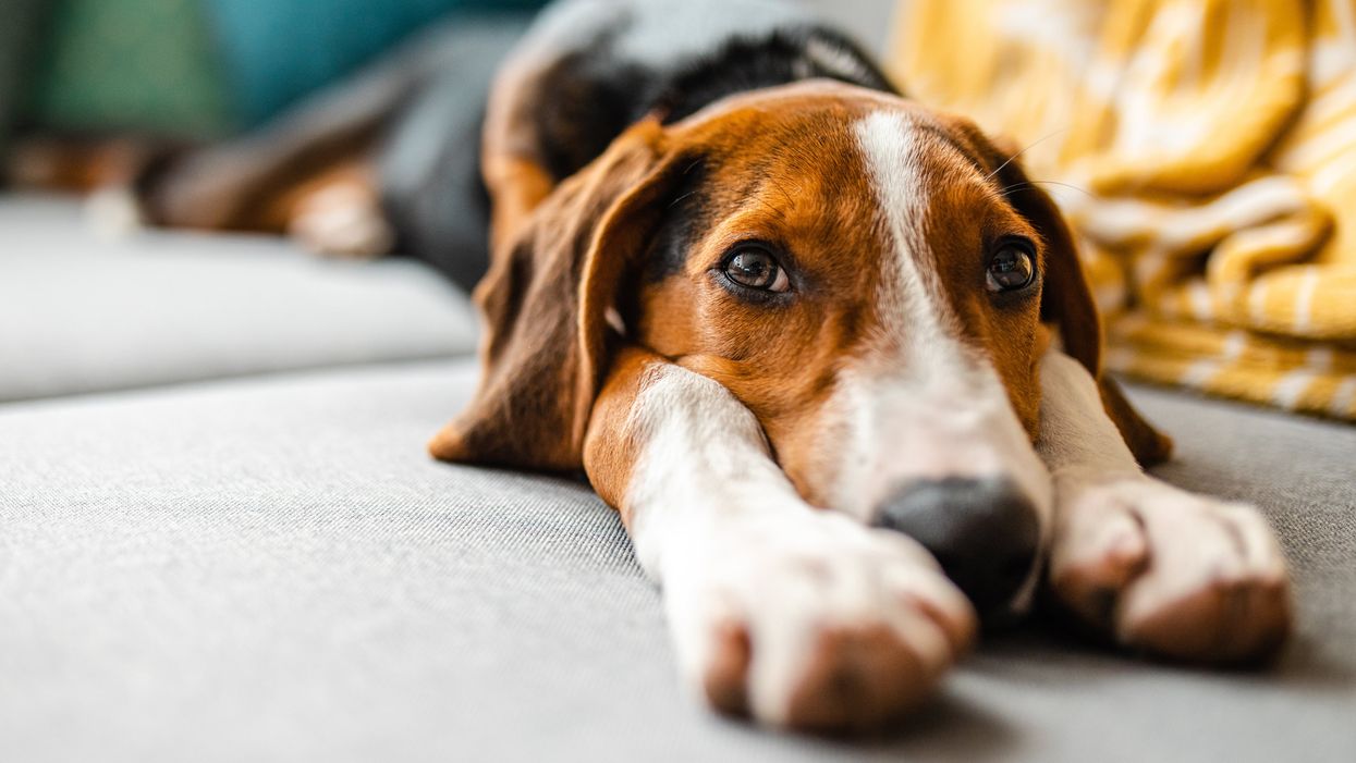Dog owner’s ‘insane’ list of rules for pet sitter - including admitting they watch staff on camera- goes viral