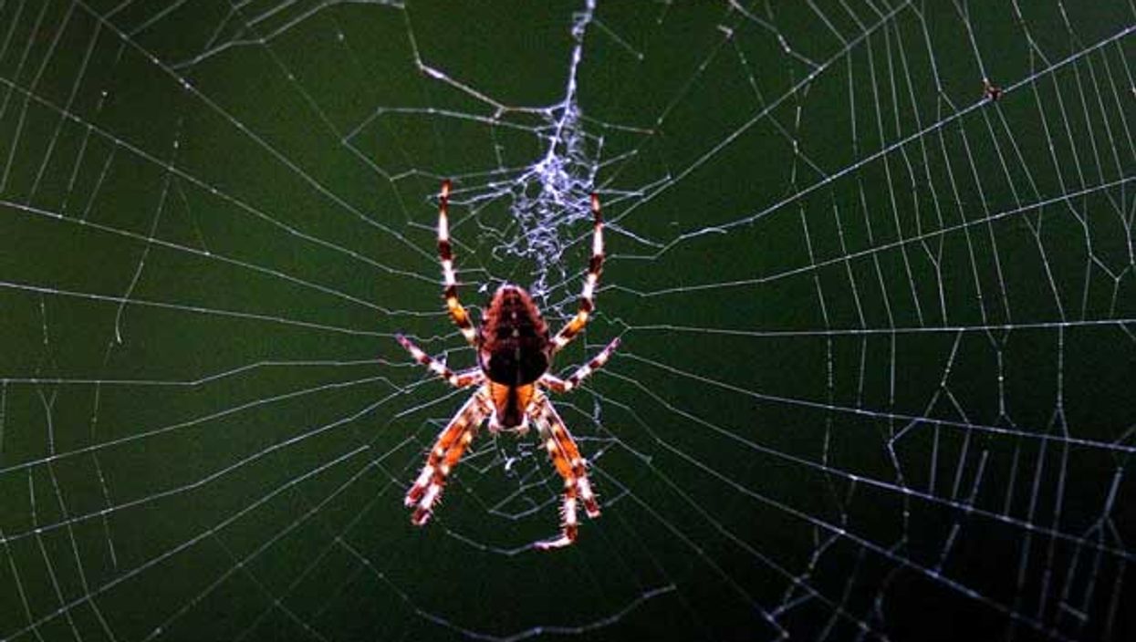 A woman screamed so loudly at a spider that her neighbours called the police