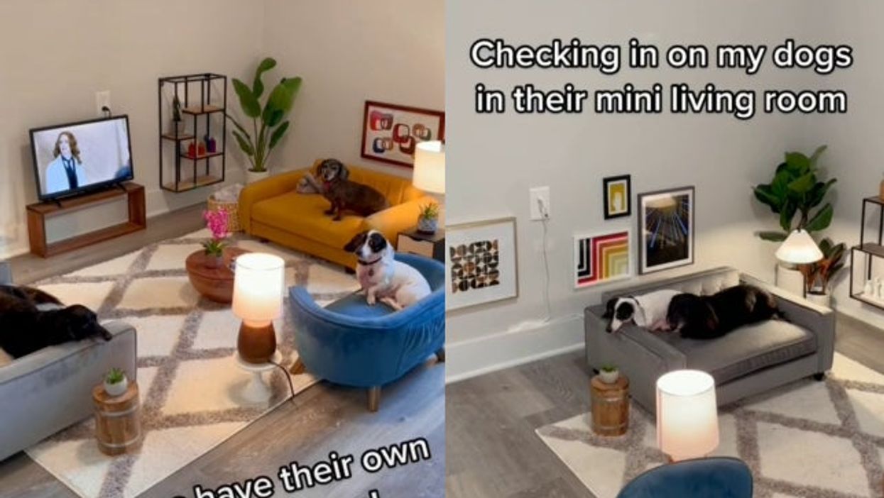 Dog owner wows TikTok with living room he specially designed for his dogs and people are pretty jealous