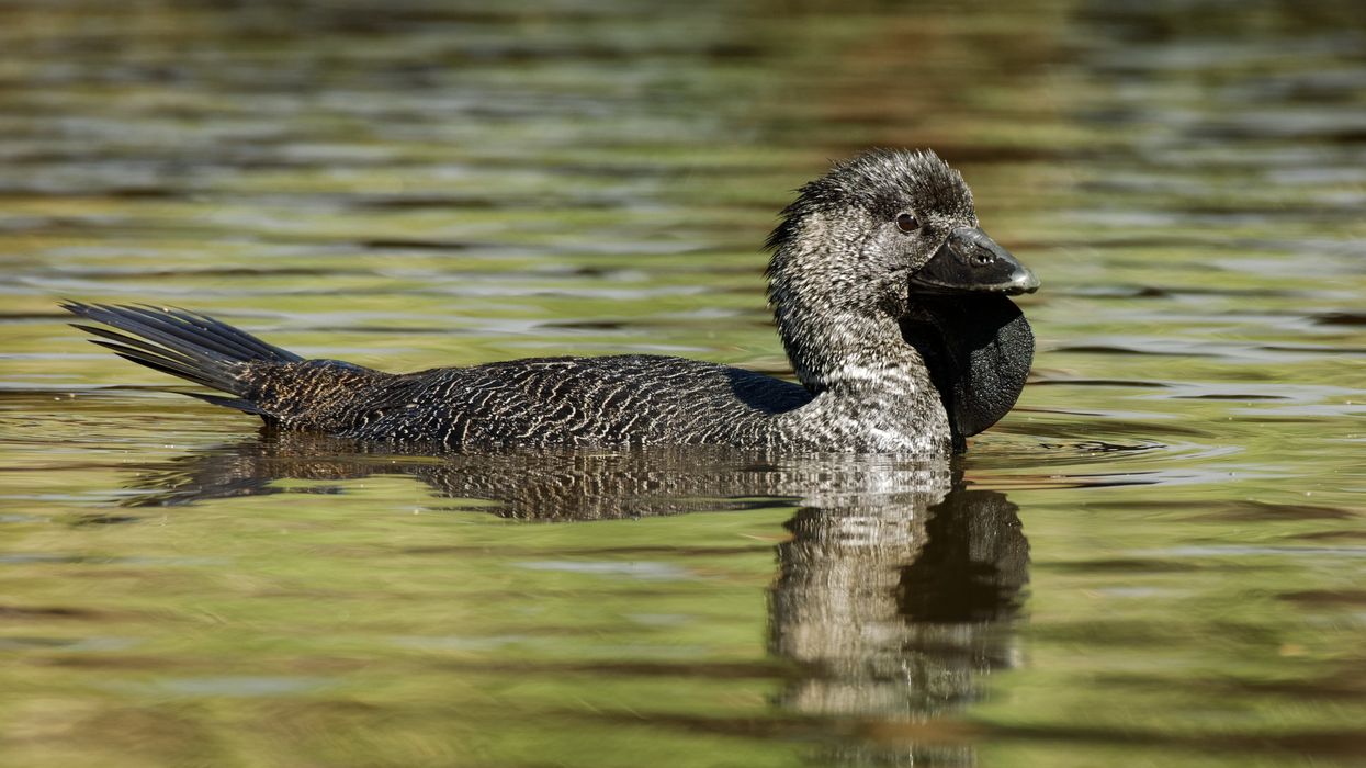 Listen to an Australian musk duck repeatedly say ‘you bloody fool’ after learning to imitate a human