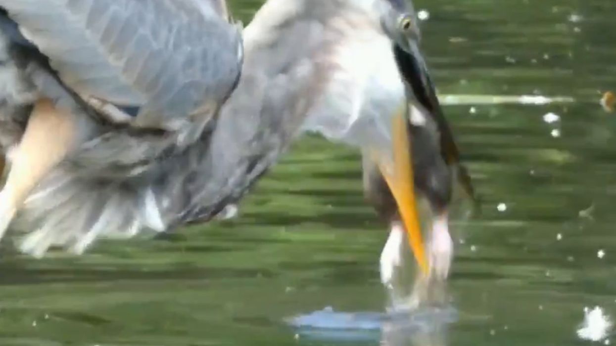 Jaw-dropping footage shows heron swallowing a huge rat in one fell swoop in New York