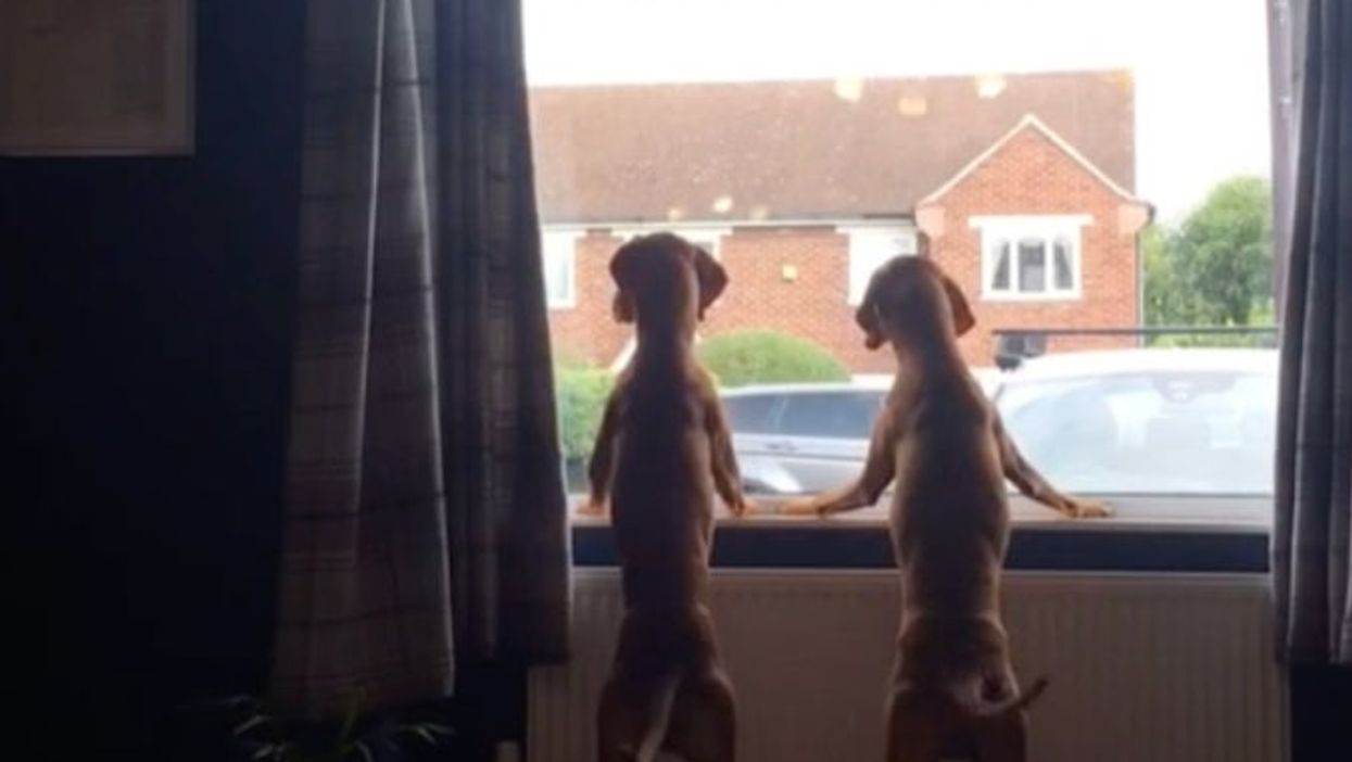 TikTok of dogs waiting at window for binman who brings them treats is the sweetest thing you’ll see today