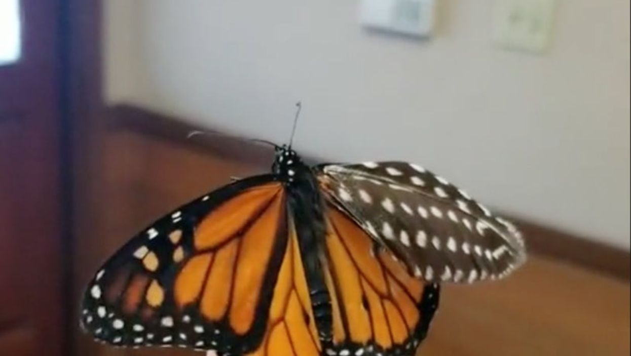 Woman repairs butterfly’s wing by replacing it with a feather