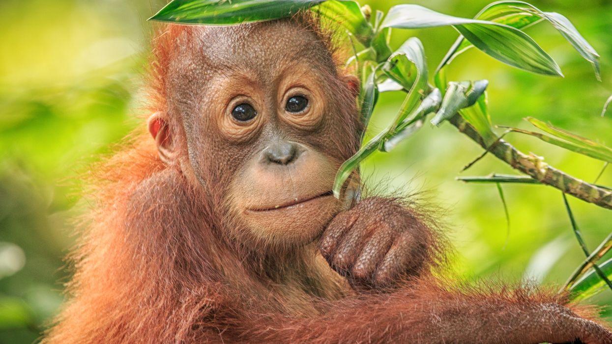 Former illegal trader reveals how dark world of trafficking critically endangered orangutans