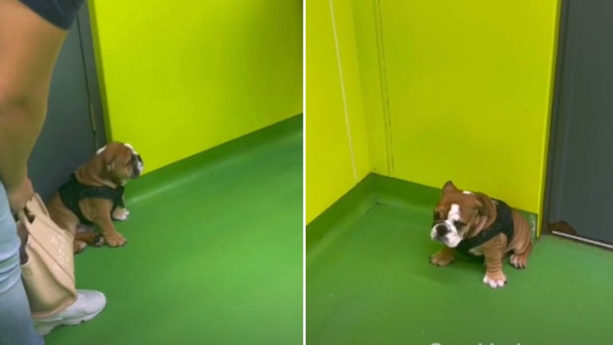 Timid bulldog finds it hard to make new friends on first day at puppy club