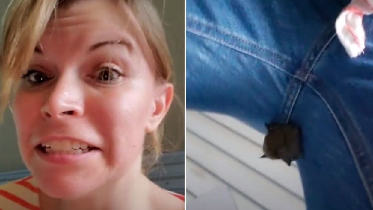 Woman shocked to discover a bat hanging upside down from jeans that she was wearing