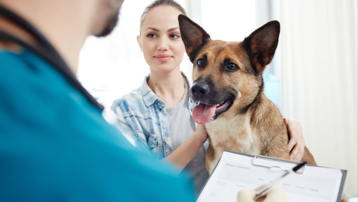 Bizarre New Jersey court ruling gives dogs more privacy rights than humans