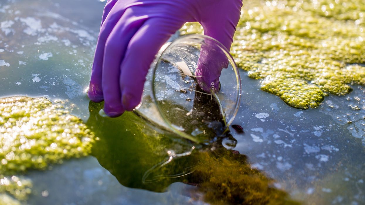 Warning signs of ‘mass extinction event’ on Earth are growing, scientists say