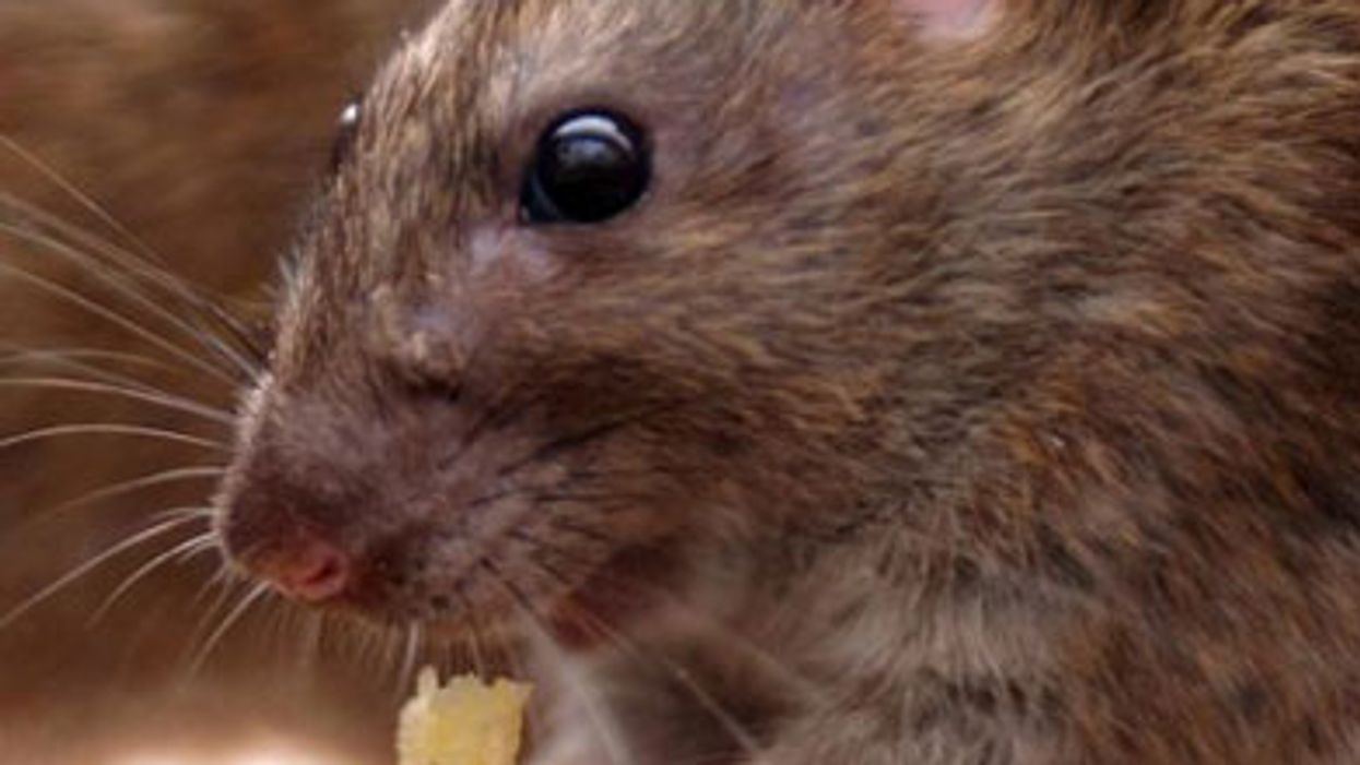 Rats ‘the size of cats’ reportedly invading homes through toilets