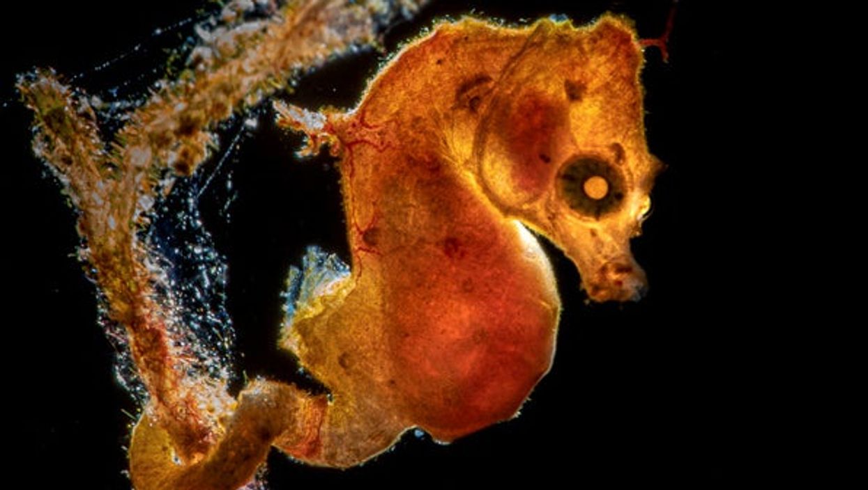 Right-wing mothers group demands schools stop exposing kids to ‘sexy’ pictures of seahorses