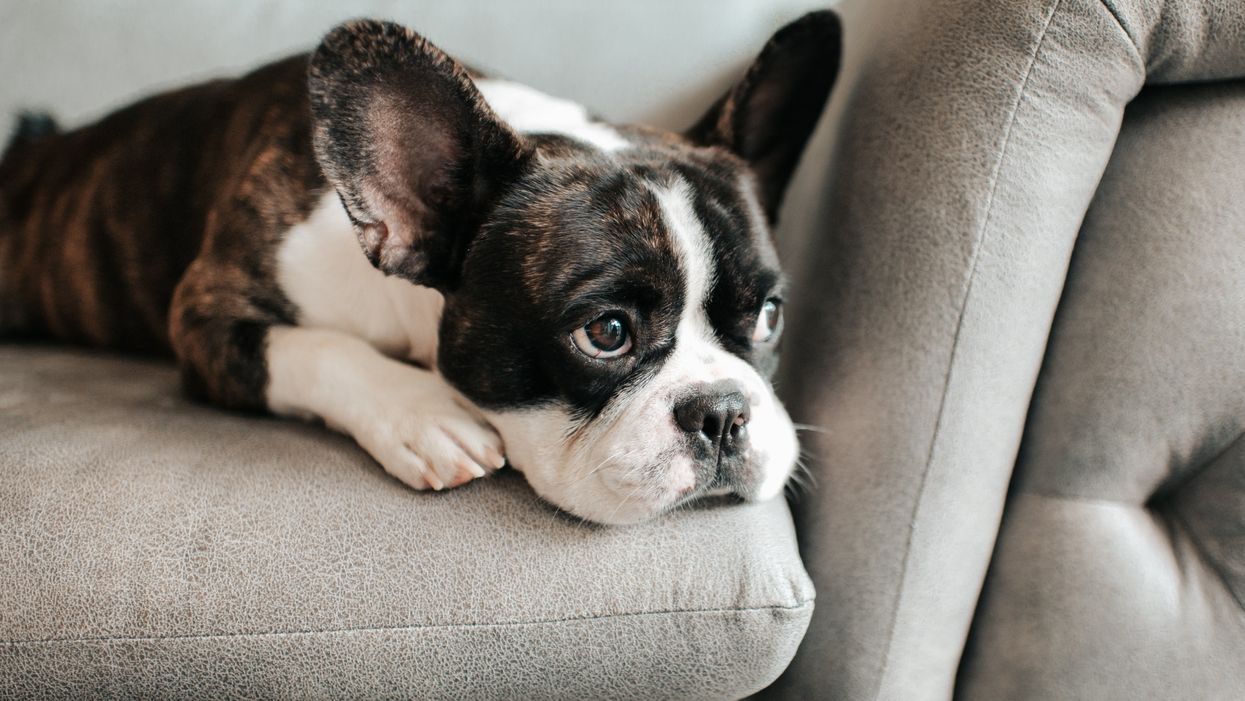 Pet experts explain how to support our dogs during the winter