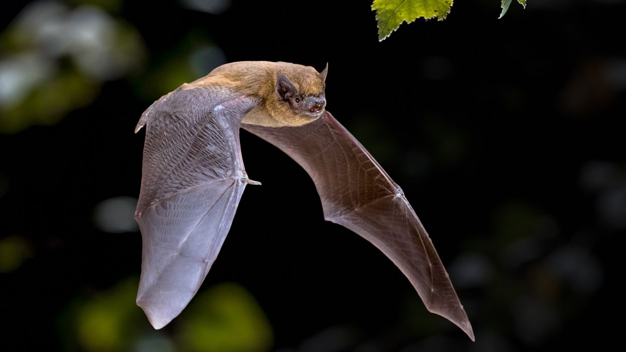 Man dies of rabies after denying treatment when bitten by bat from colony in his home