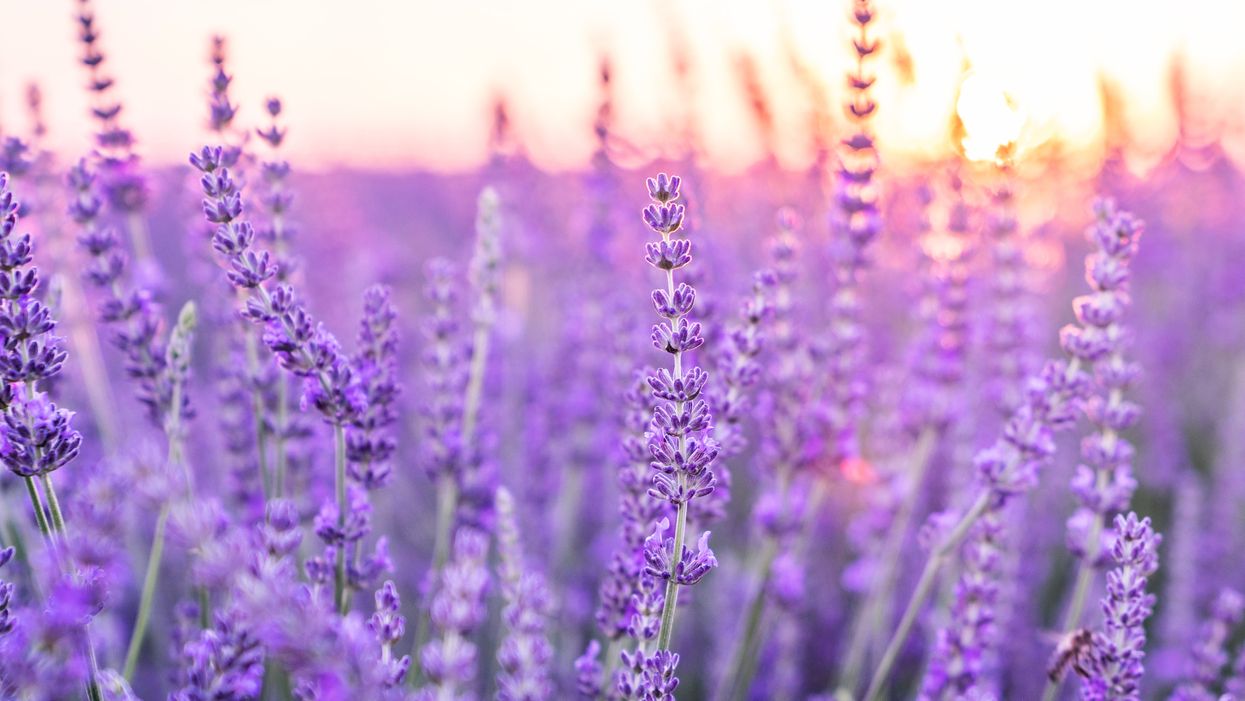 People are smoking lavender to help kick their cannabis habits