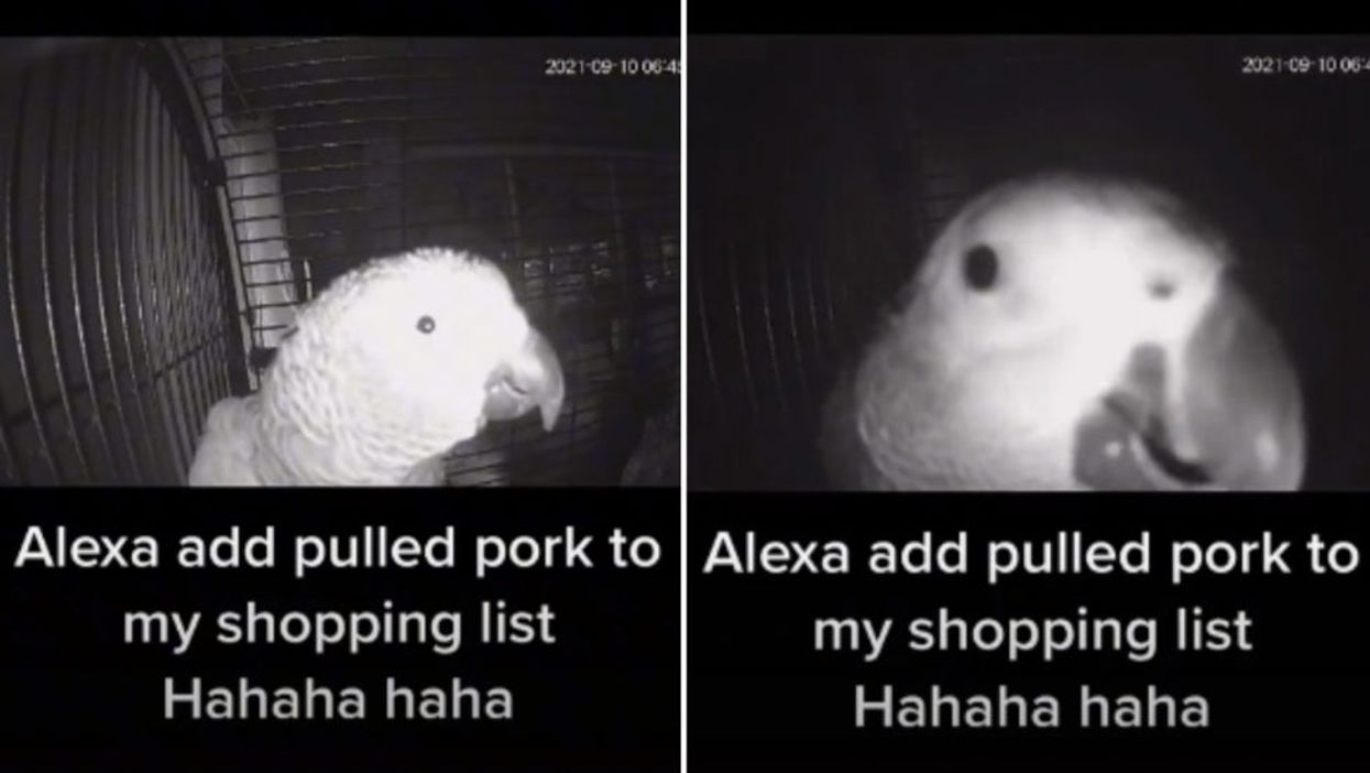 Parrot goes viral on TikTok after asking Amazon Alexa to add pulled pork to owners shopping list