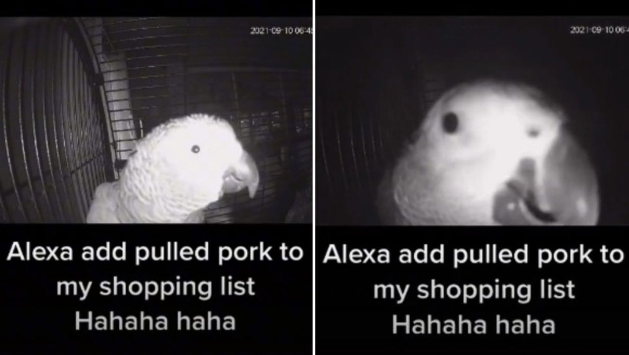 Parrot Asks Alexa To Add Pulled Pork