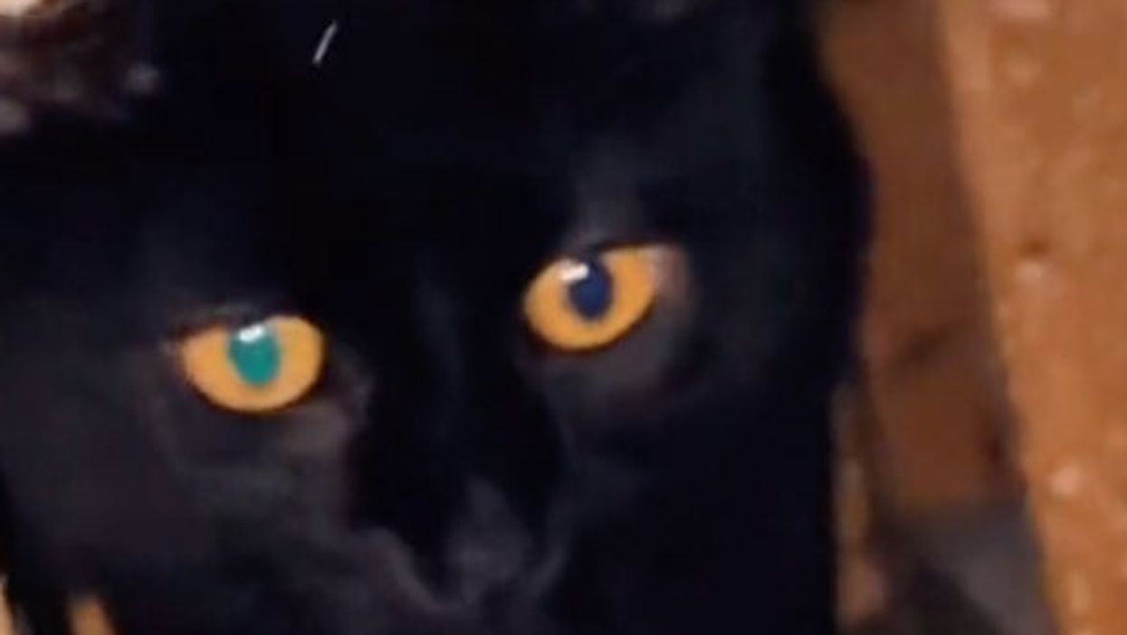 Cat owner left horrified after feline gets trapped inside a wall following renovation gaffe
