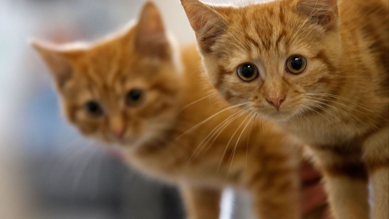 Woman forces husband to ditch his cat for her dog and Reddit has some stern words