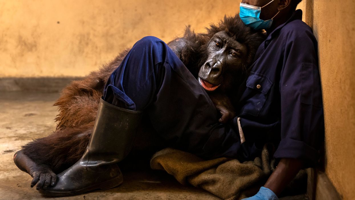 Mountain gorilla who went viral after selfie with caretaker dies in the arms of ranger who rescued her