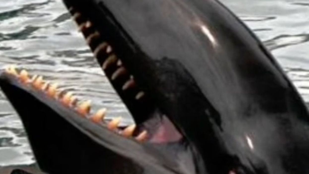 TikToker is shedding light on the behavioural patterns of false Killer Whales and people are freaked out