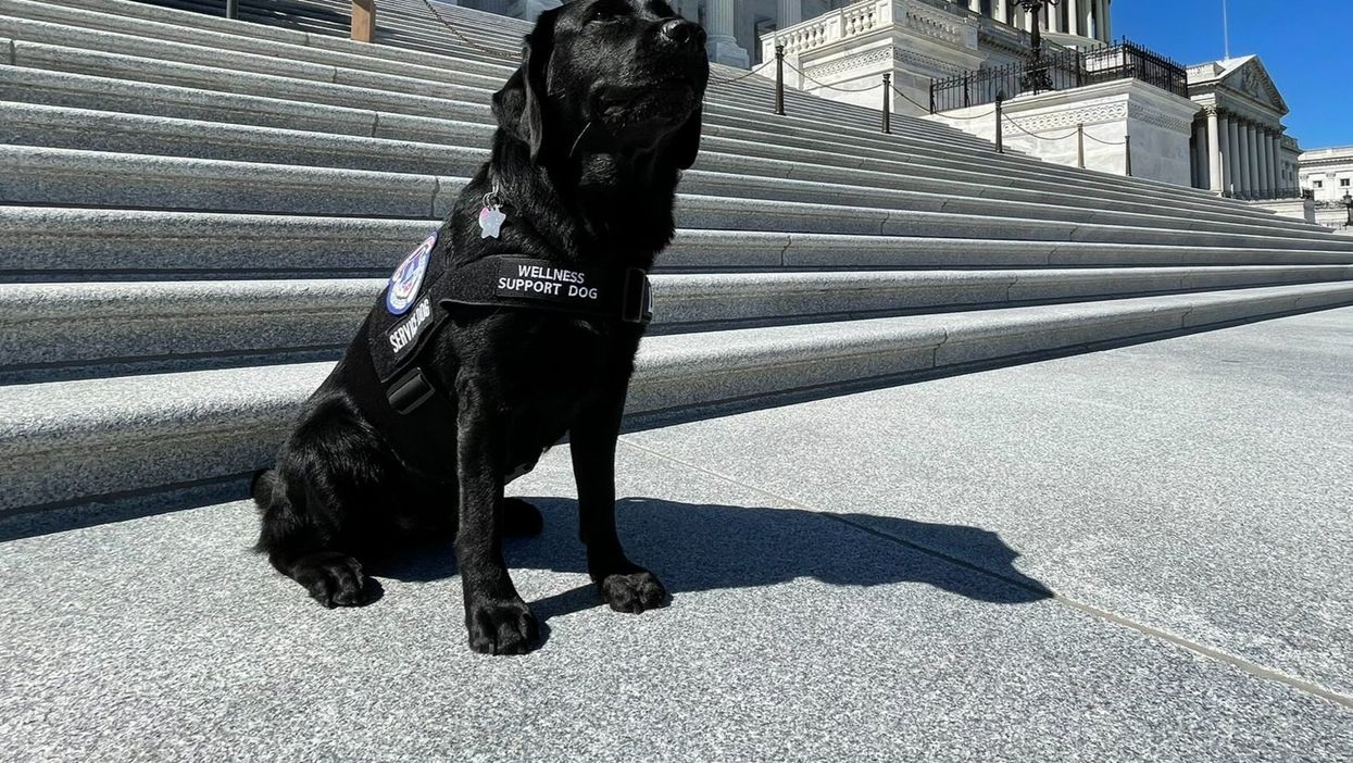 Capitol police welcome emotional support dog to the team in wake of January 6 riot
