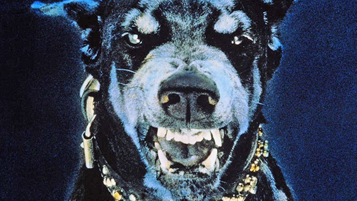 TV vet puts group of dog owners on blast over infuriating habit