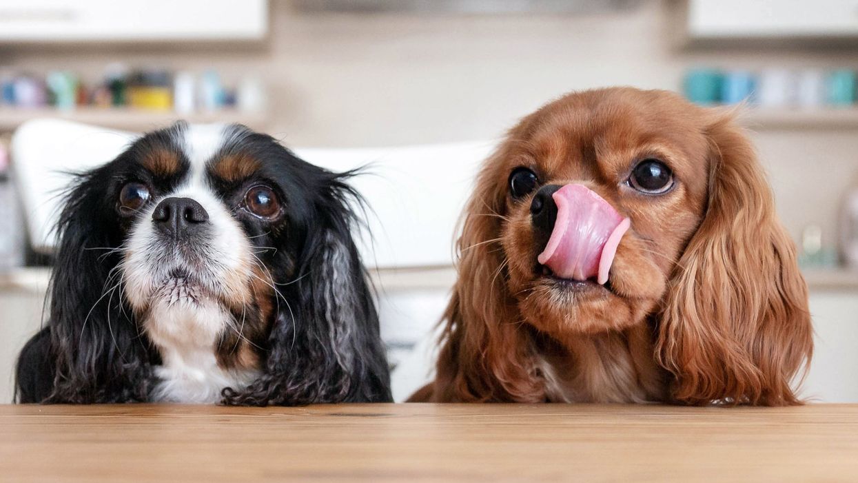 Pet owners could face a £20,000 fine if their dog doesn’t have a ‘suitable diet’