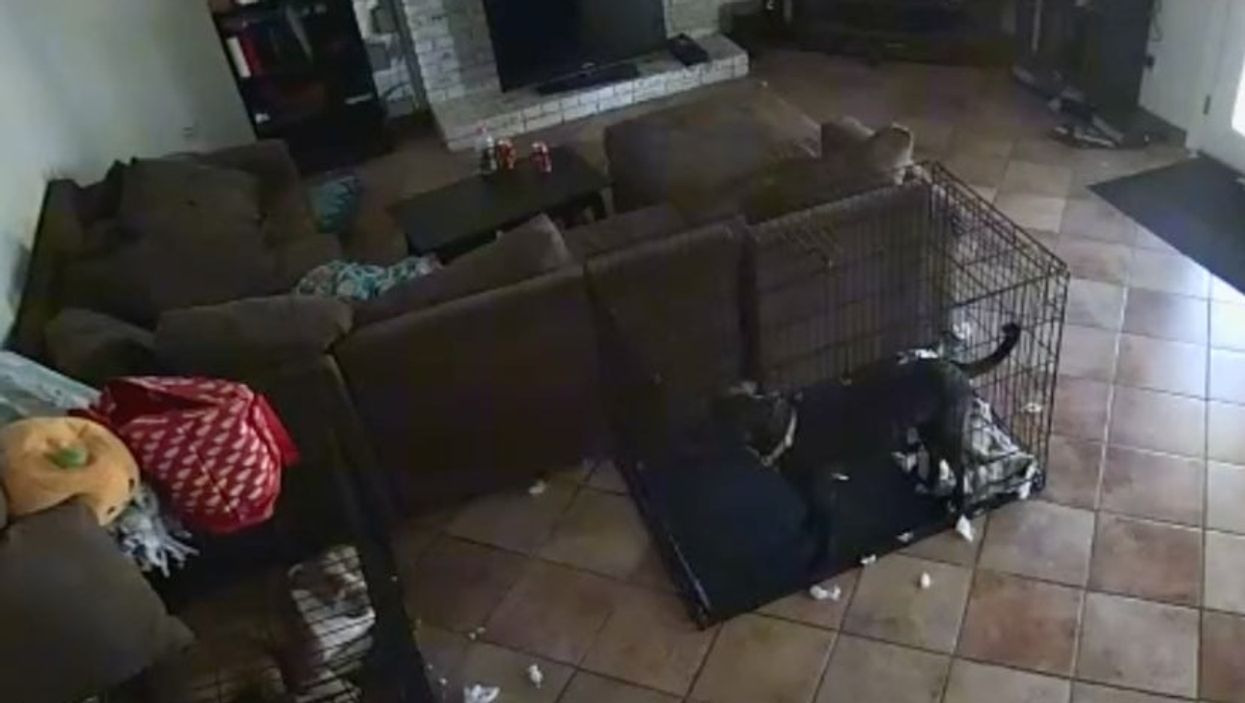 TikTok users left petrified by ‘convincing ghost video which shows spirit removing dog’s collar’