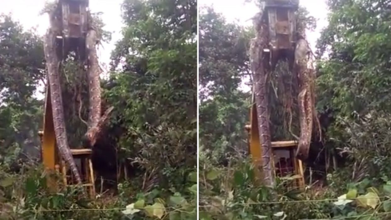 Viral video of ‘world’s biggest snake’ being lifted out of rainforest leaves viewers shocked