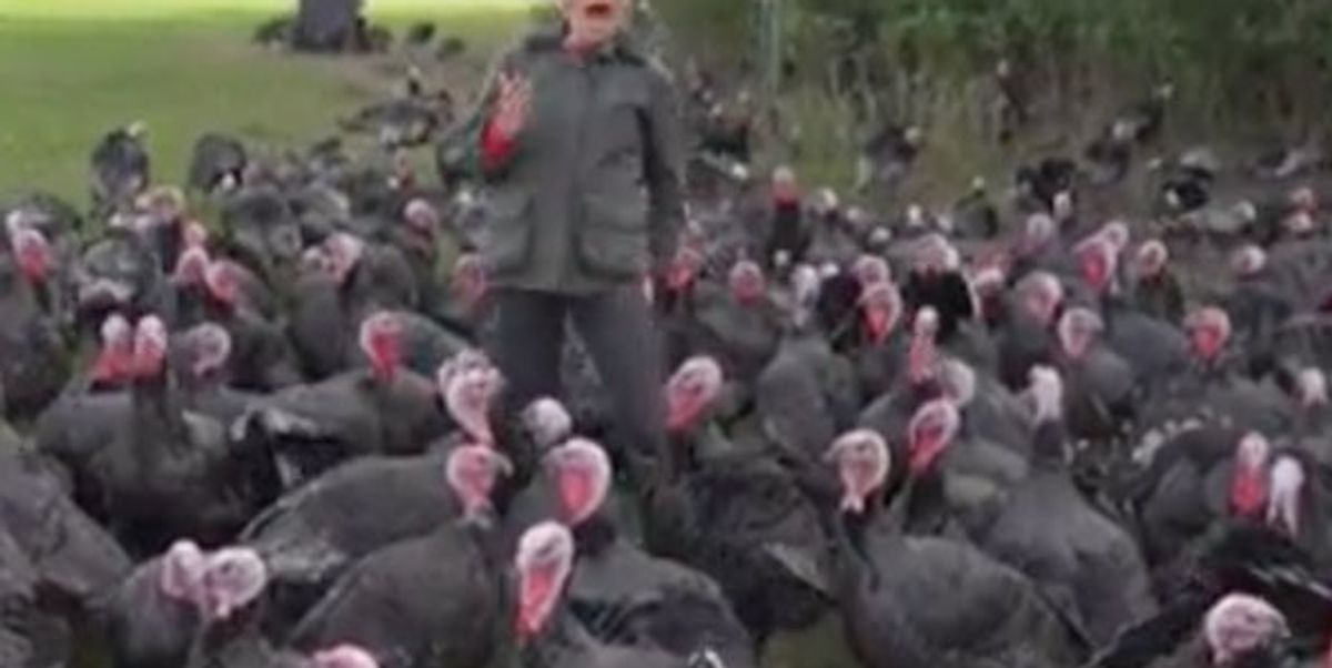 CNN reporter&amp;#39;s attempt to deliver a story from a field full of turkeys  results in comedy gold | indy100