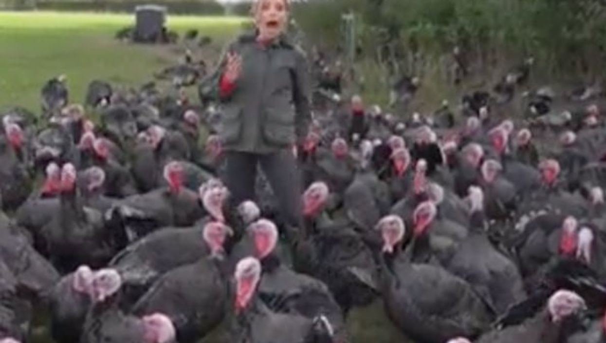 CNN reporter’s attempt to deliver a story from a field full of turkeys results in comedy gold