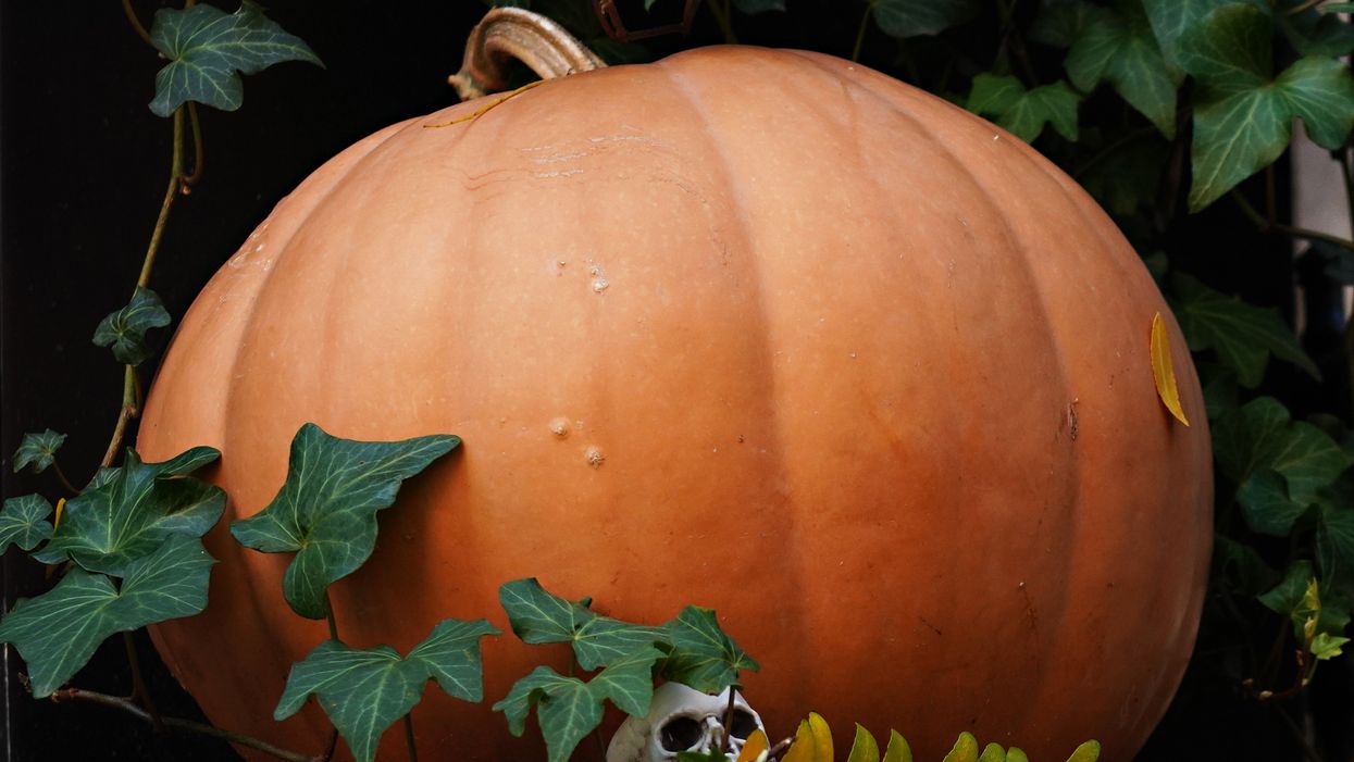 Maternity ward’s ‘dilation pumpkins’ go viral: ‘I’ve never seen anything scarier’