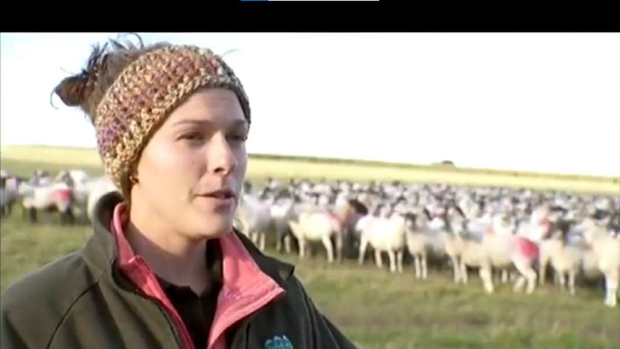 Brexit farming deal likened to ‘sacrificial lambs’ in brutally honest New Zealand news report