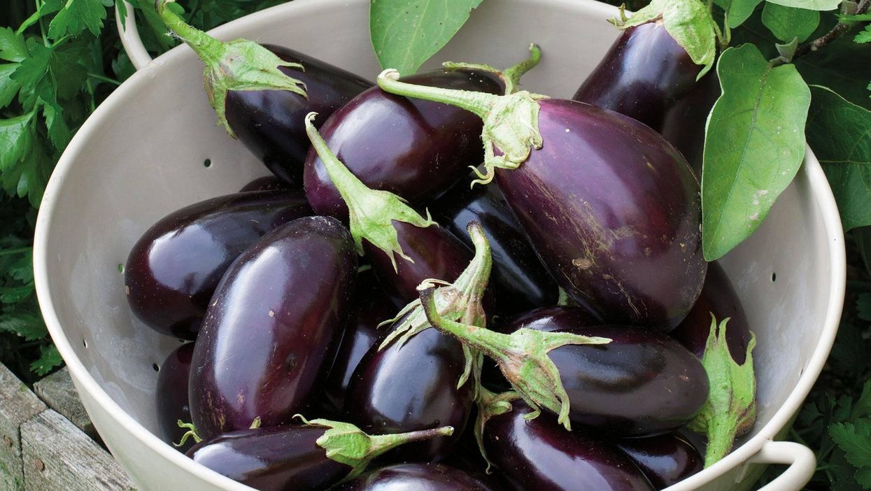 Holland and Barrett’s vegetable-shaped vegan sex toys baffle customer