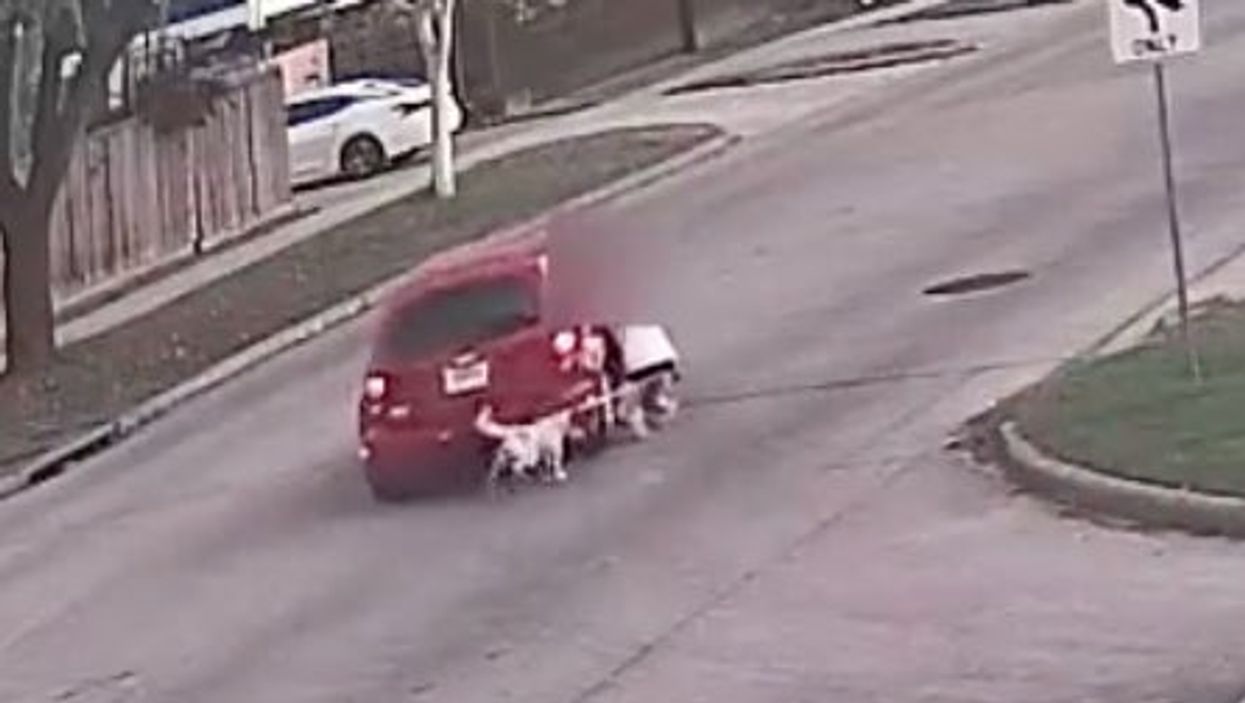 Woman and her dog dragged along street by car after tackling robbers who stole purse