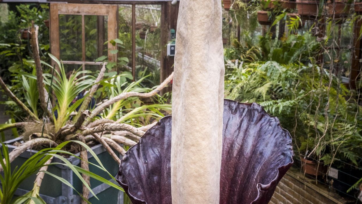 Rare ‘penis plant’ blooms for first time in nearly 25 years