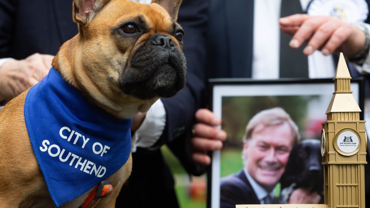 Sir David Amess’s French bulldog crowned Westminster Dog of the Year