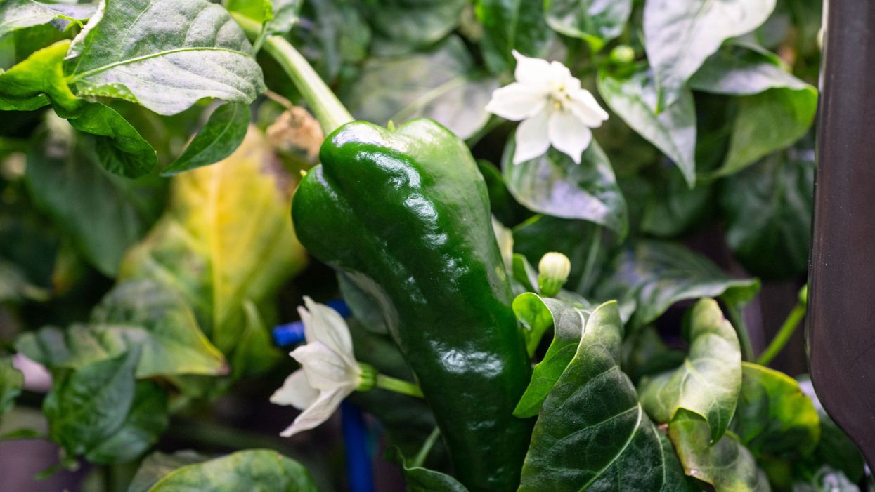 NASA astronauts use first chilli peppers grown in space to make the ‘best tacos’