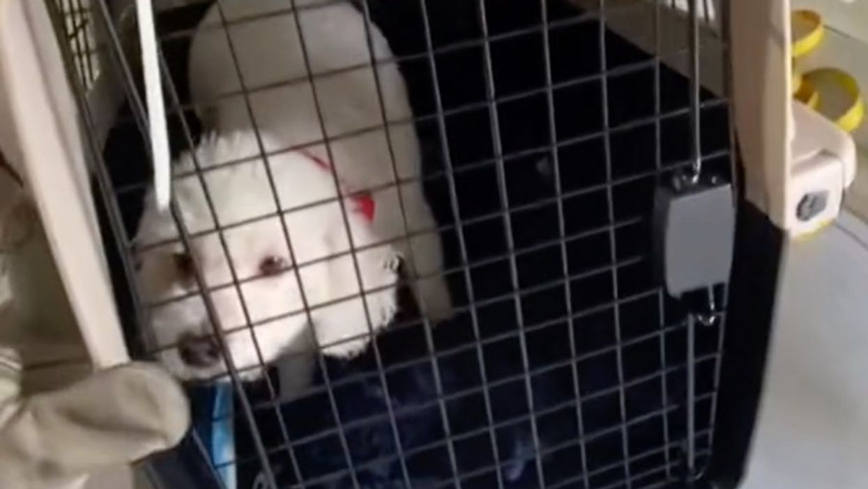 Viral TikTok shows where pets are stored during flights: ‘I can’t believe this is legal’