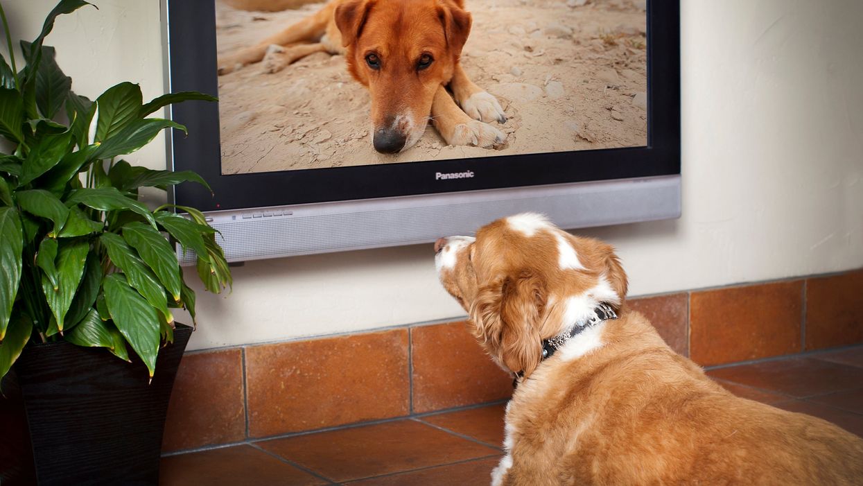 Barking mad? New TV network for dogs to launch in UK